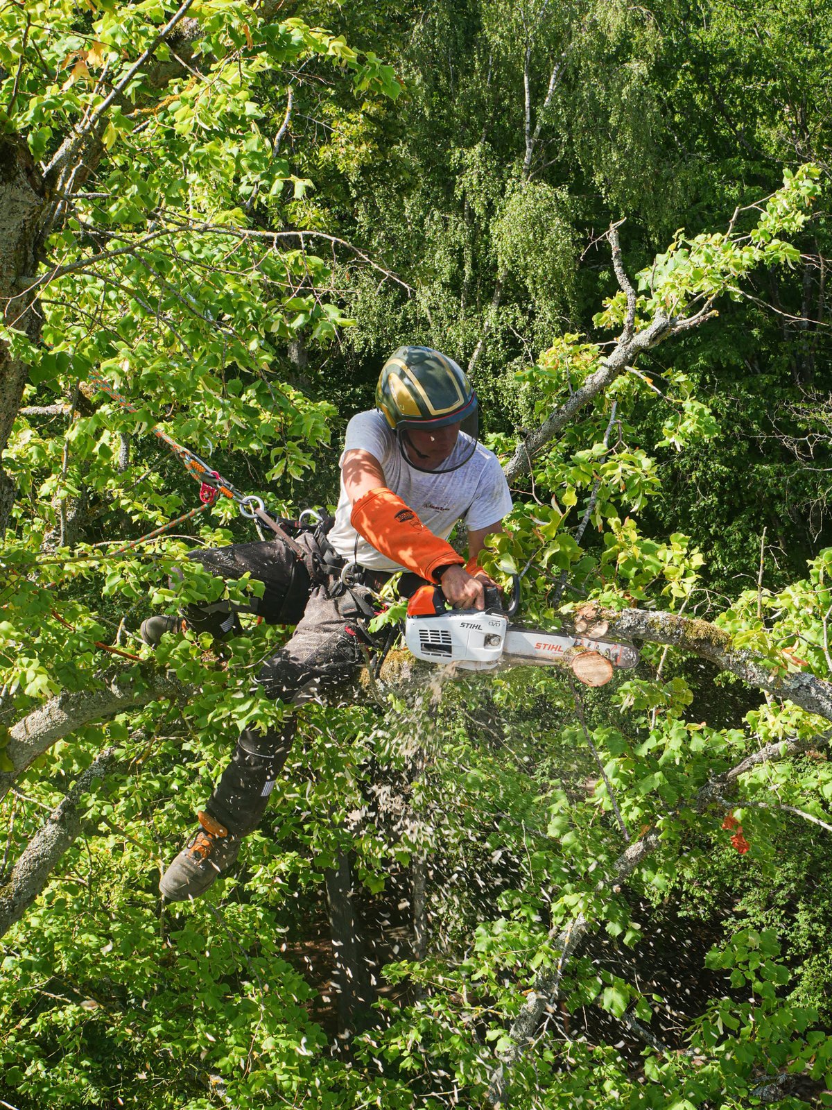 Élagueur-grimpeur Arbres Services en action dans un arbre